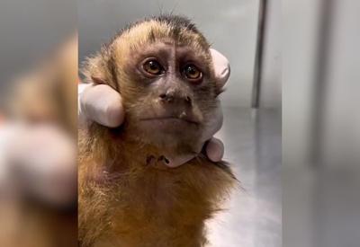 Fêmea de macaco-prego pode ficar paraplégica após ser atingida por tiro no Rio