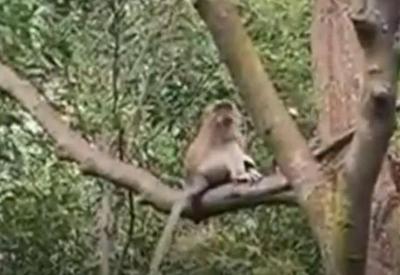 Macaco sequestra filhote de cachorro na Malásia