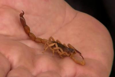 Mais de 90 mil pessoas foram picadas por escorpião no Brasil