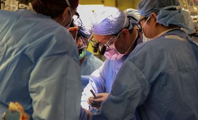 Cirurgião brasileiro comanda 1° transplante de rim de porco para humano vivo; entenda
