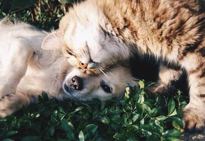 Maus-tratos a cachorros e gatos pode gerar pena de até cinco anos