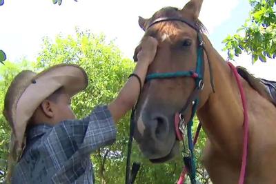 Menino recupera cavalo de estimação após campanha na internet