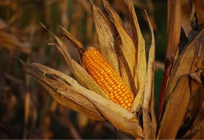 Europa reduz projeção sobre safra de milho devido ao clima