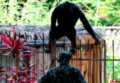 SP: chimpanzé foge da jaula no zoológico e volta após três horas