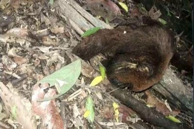 Moradores denunciam demora em recolher macacos mortos na Grande SP