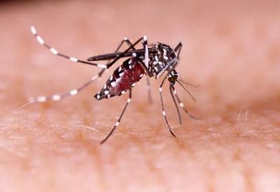 Mudança climática: Brasil terá aumento de doenças como a dengue, alerta pesquisa
