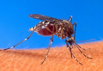 Mosquitos podem transmitir coronavírus? Especialistas respondem