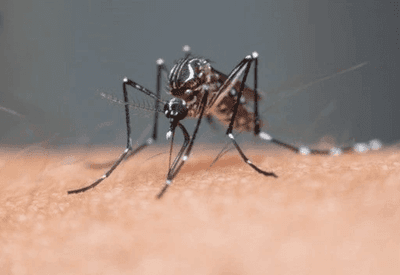 Brasil ultrapassa meio milhão de casos prováveis de dengue em 2025