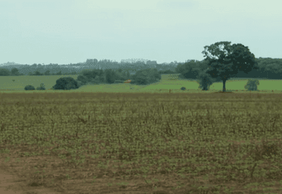 Integração entre lavoura e pecuária alinha sustentabilidade com compromisso climático brasileiro