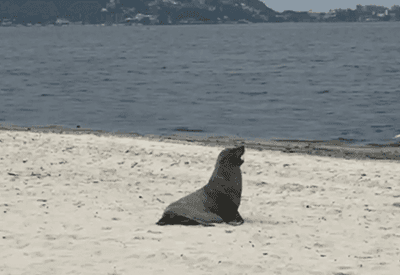 Joca, você de novo? Lobo-marinho é visto em praia de Maricá, no RJ