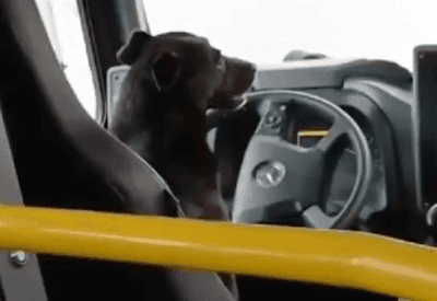 Cachorro “assume o volante” de ônibus e vídeo viraliza