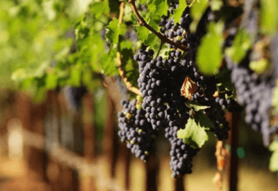 Produção de vinhos no Brasil deve alcançar recorde em 2025