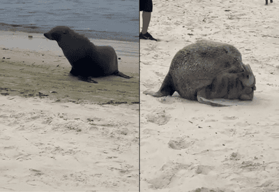 Lobo-marinho "Joca" volta a aparecer nas praias do Rio de Janeiro