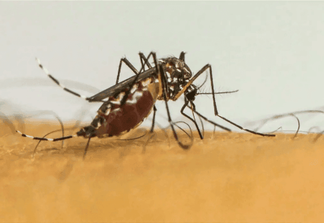 Casos de dengue ultrapassam 1,1 milhão no Brasil e Porto Alegre decreta emergência
