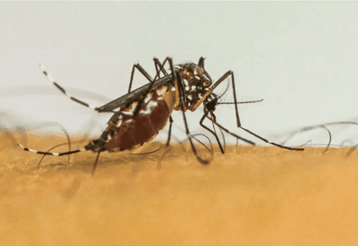 Estado de São Paulo decreta emergência por causa da dengue