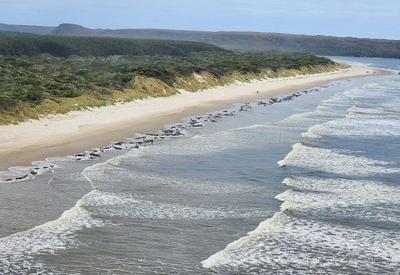 Grupo de 230 baleias encalha em praia na Austrália