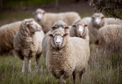 Mercado de ovinos em alta no Brasil