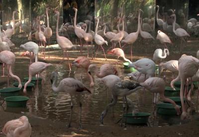 Onças-pintadas matam flamingos no Parque das Aves em Foz do Iguaçu (PR)