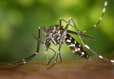 Opas: casos de dengue aumentaram 139% na América Latina