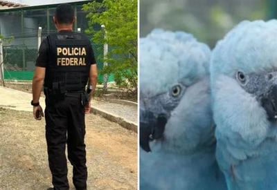 PF faz operação para investigar vírus que ameaça ararinhas-azuis na Bahia