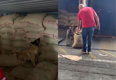 Polícia Federal apreende 500 kg de cocaína escondidos em carga de café no Porto do Rio de Janeiro