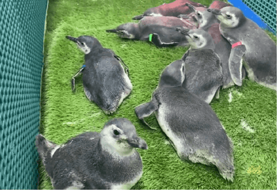 Turistas inesperados: pinguins aparecem em praias do Paraná neste inverno