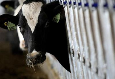 Brasil ganha selo internacional de livre de febre aftosa sem vacinação