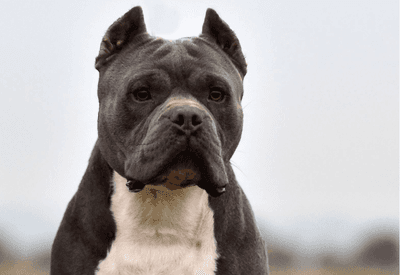 Governo de Santa Catarina proíbe pitbulls e raças derivadas em todo o estado