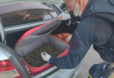 Casal é preso com mais de mil filhotes de tartaruga no porta-malas