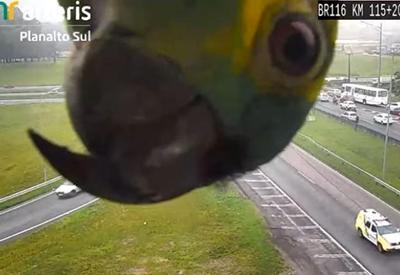 Vídeo: papagaio aparece em câmera de rodovia no Paraná