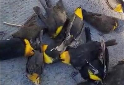 Polícia mexicana revela provável causa da queda de centenas de pássaros