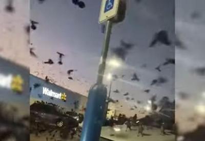 Vídeo: invasão de pássaros assusta clientes de supermercado nos EUA