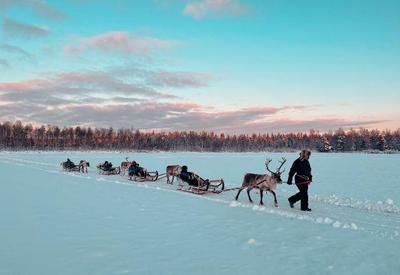 Um tour com renas durante o inverno na Finlândia