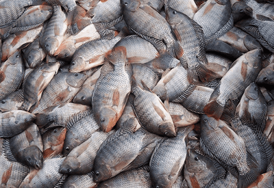 Governo recua e suspende lista que classificava tilápia como espécie invasora 