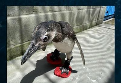Pesquisadores brasileiros desenvolvem chinelos para pinguins