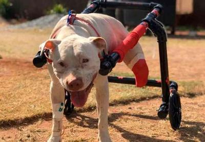 Pitbull que teve patas mutiladas já consegue andar sem cadeira de rodas