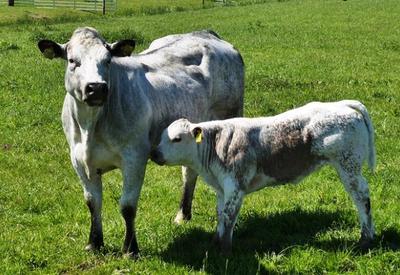 Abate de bovinos tem queda de 10% no 1ª trimestre, afirma IBGE