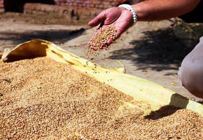 Primeira exportação de grãos da Ucrânia deve ser feita nesta semana