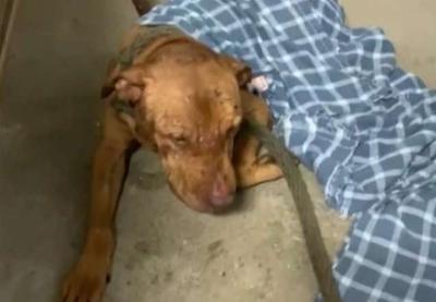 Polícia descobre rinha de cães em chácara de SP e prende quadrilha