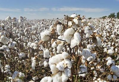 Preço do algodão aumenta, mas indústria diz que não subirá muito
