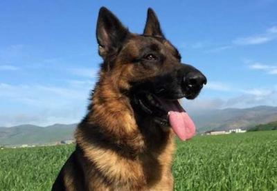 Primeiro cachorro diagnosticado com Covid-19 nos EUA morre após um mês