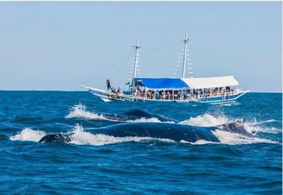 Temporada de observação de baleias em águas brasileiras começa esse mês