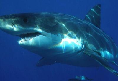 Tubarões confundem surfistas com presas animais, diz pesquisa