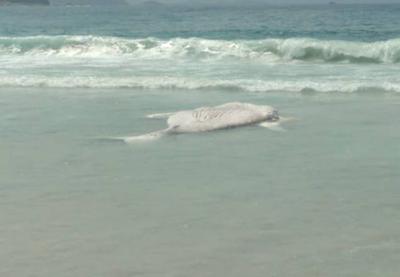 RJ:  baleia é encontrada morta na Praia de Copacabana