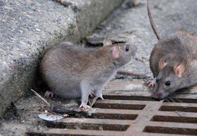 Ratos invadem as ruas durante quarentena no Japão