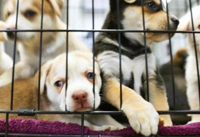 Alesp aprova projeto que proíbe exposição de animais em vitrines de pet shops