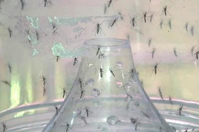 Rio de Janeiro vive surto de Chikungunya