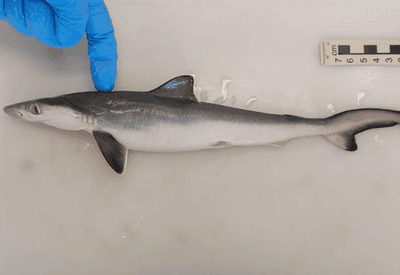 Pesquisadores encontram cocaína em tubarões no Brasil