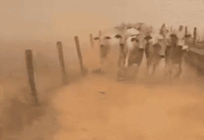 Vídeo: gado foge de fazenda atingida por queimadas em Goiás