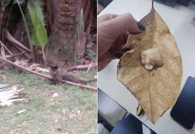 Preso casal suspeito de dopar macacos com clonazepam no Jardim Botânico, na zona sul do Rio